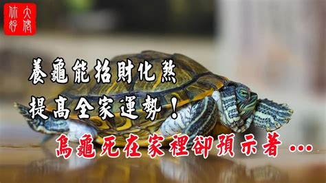 烏龜招財嗎|龜奴必看：7個養龜技巧